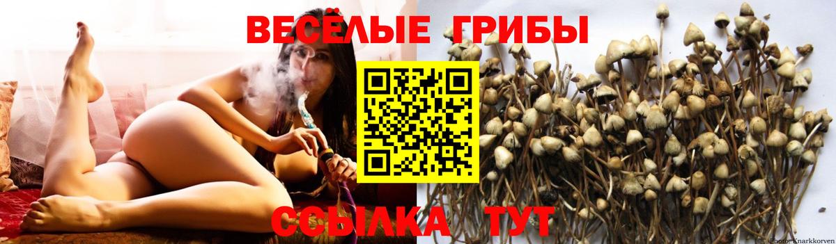 Галлюциногенные грибы Cubensis Унеча